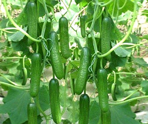Heirloom Organic Cucumber Snake Greenhouse Louisa F1 Seeds for Planting