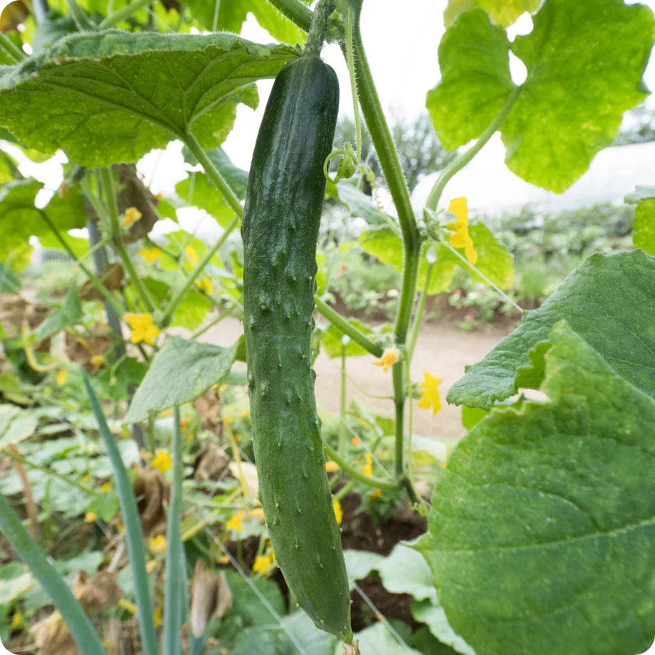 Heirloom Organic Cucumber Snake Greenhouse Louisa F1 Seeds for Planting