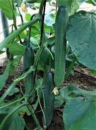 Heirloom Organic Cucumber Snake Greenhouse Louisa F1 Seeds for Planting