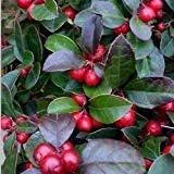 Heirloom Red Wintergreen Fruit Seeds for Planting