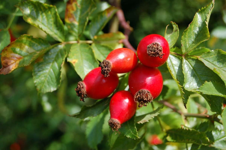Heirloom Rosehip Fruit Seeds for Planting