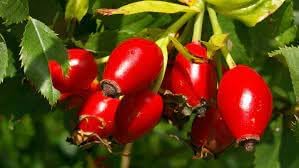 Heirloom Rosehip Fruit Seeds for Planting