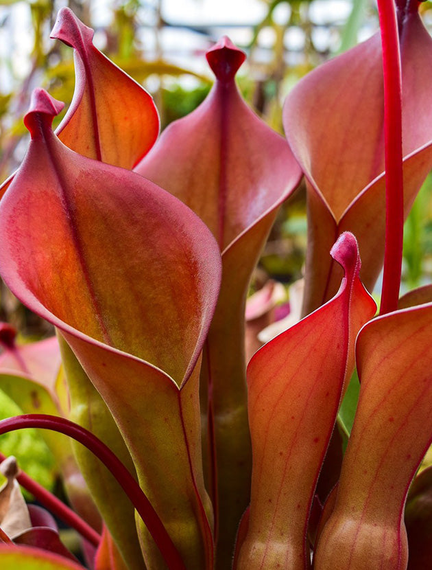 carnivorous plant seeds for sale Heirloom Non-GMO Heliamphora Plant Seeds for Planting – High Germination Organic Garden Seeds for Carnivorous Plants