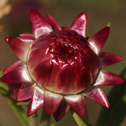 Organic Heirloom Red Helichrysum Italicum Plant Seeds for Planting – Non-GMO Garden Herbs