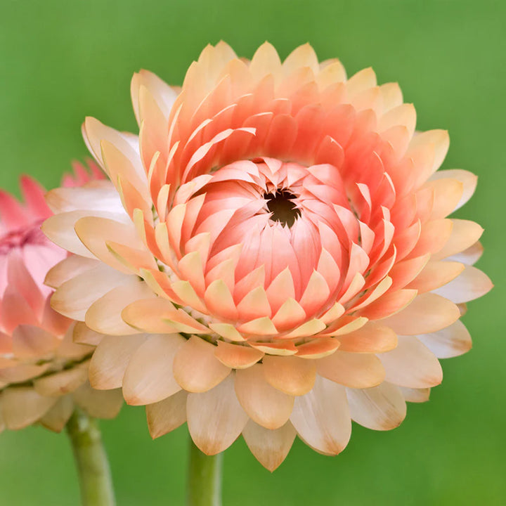 Helichrysum 'Salmon Rose' Flower Seeds for Planting – Heirloom, Non-GMO, High Germination Garden Seeds