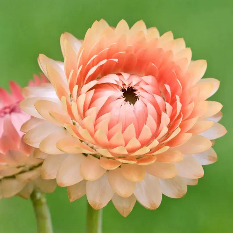 helichrysum salmon flower seeds
