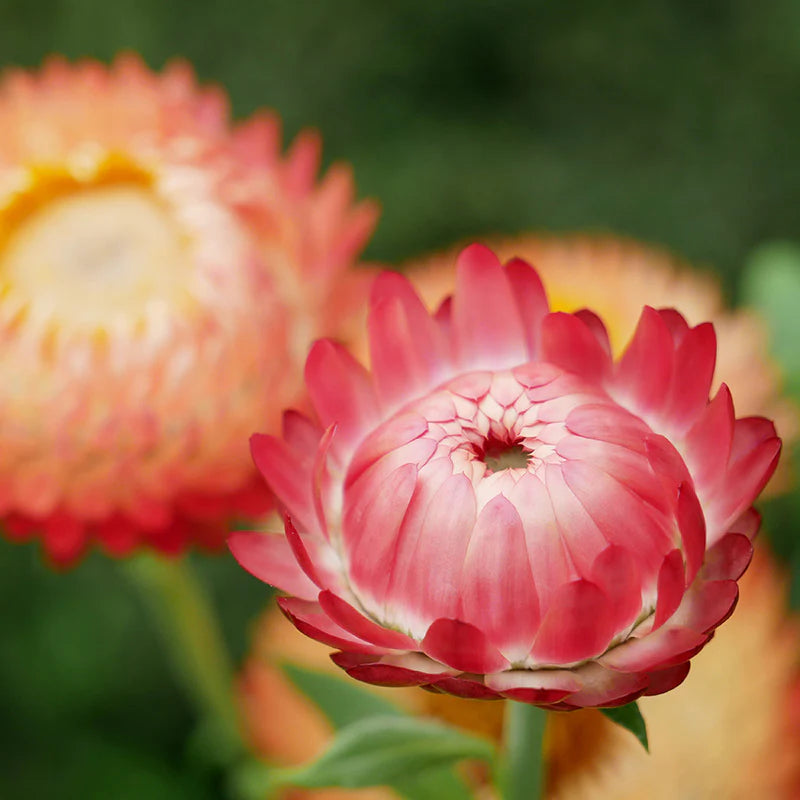 Helichrysum 'Salmon Rose' Flower Seeds for Planting – Heirloom, Non-GMO, High Germination Garden Seeds