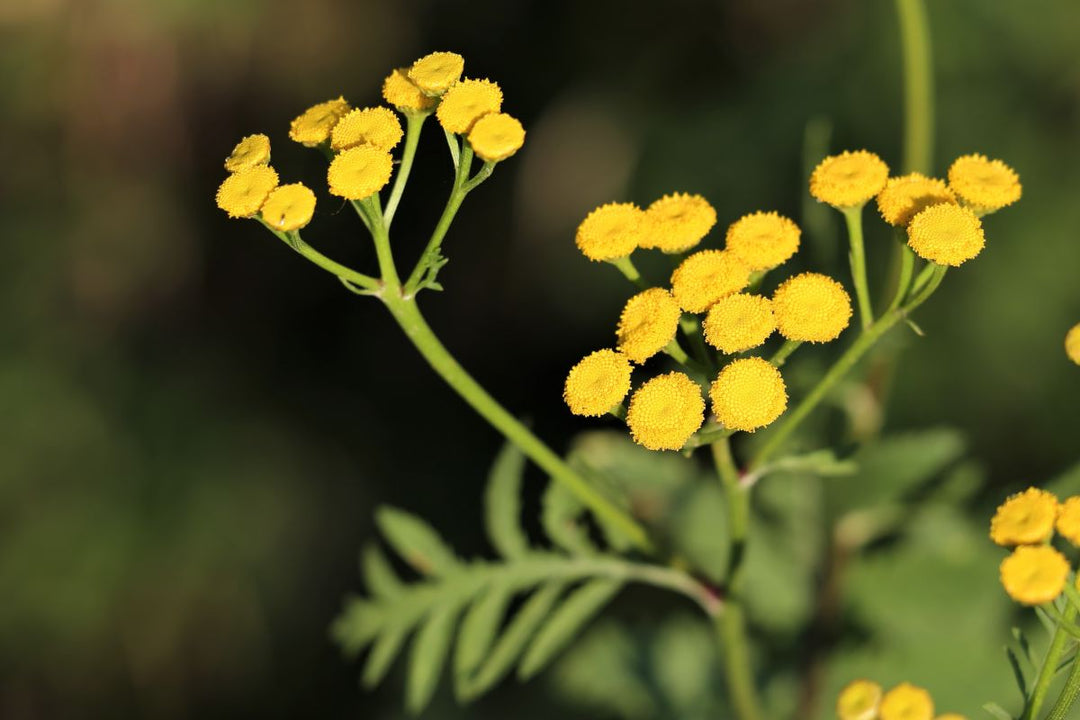 planting helichrysum seeds Heirloom Helichrysum Flower Seeds, Non-GMO Everlasting Blooms for Dried and Garden Planting