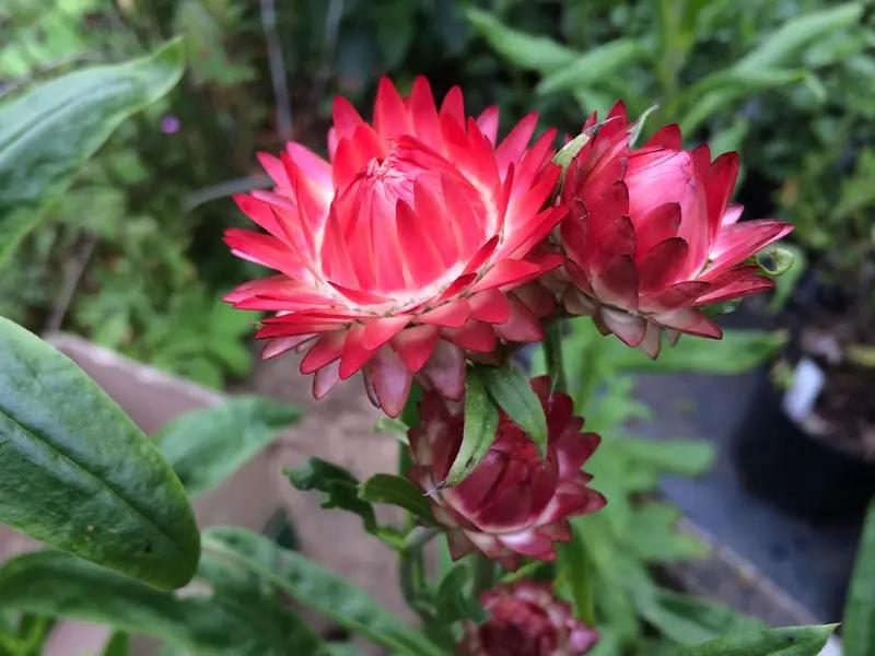 helichrysum bracteatum flower seeds