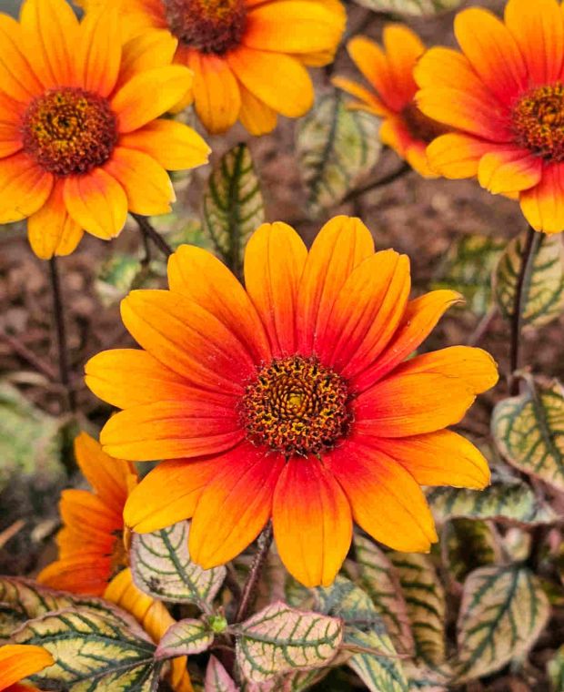 Heliopsis Scabra Orange Blomsterfrø til udplantning 100 stk