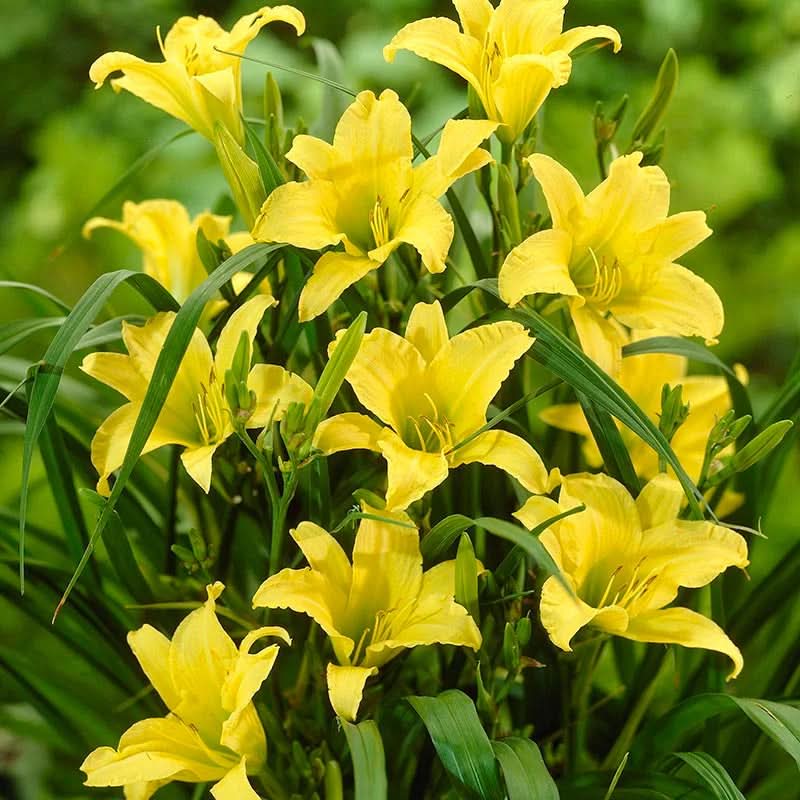 heirloom non flower seeds