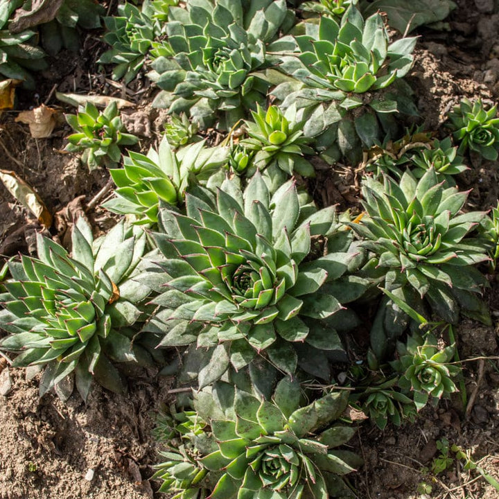 Hens and Chicks Plant Seeds for Planting - 100 pcs