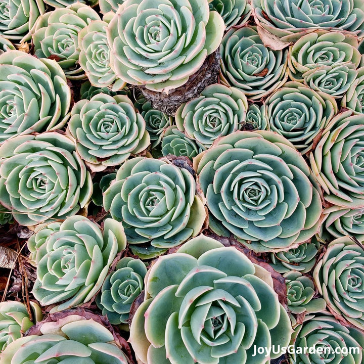 Hens and Chicks Plant Seeds for Planting - 100 pcs