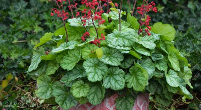 Heuchera Plant Seeds - Versatile Foliage Superstars for Planting - Heirloom, NON-GMO Seeds