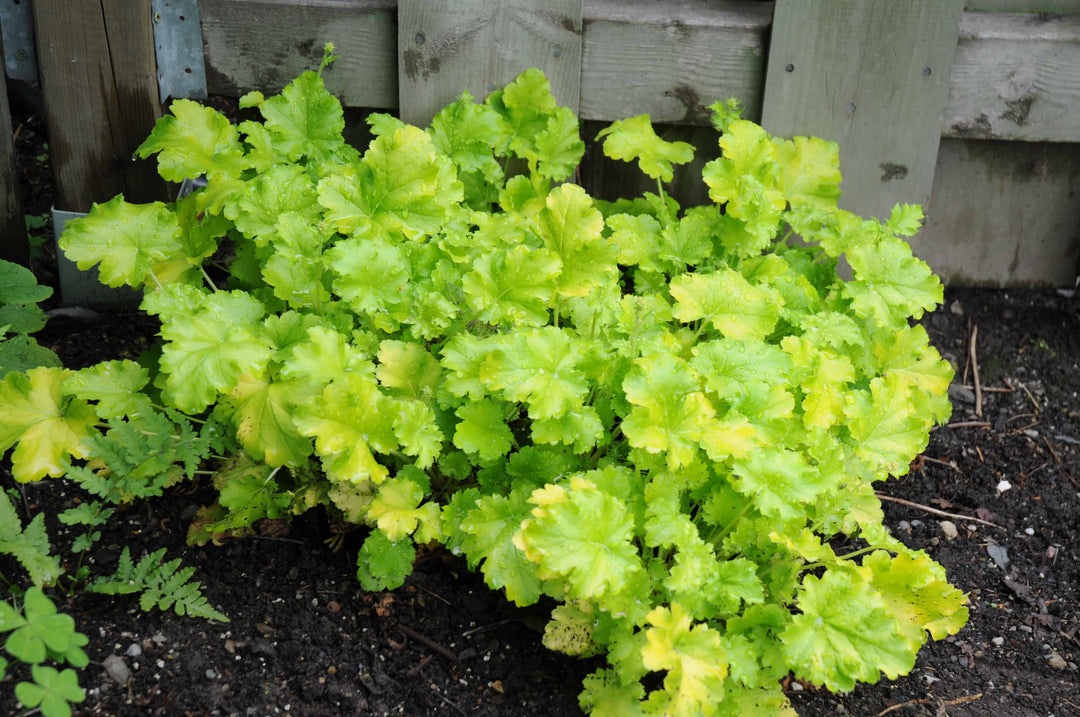 Friske Heuchera blomsterfrø til udplantning, gule 100 stk