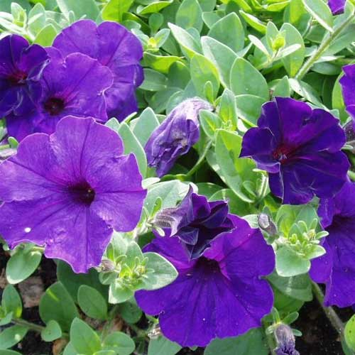 blue blue flower seeds