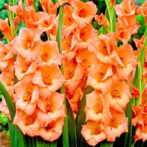 Gul Orange Gladiolus Blomsterfrø - 50 stk