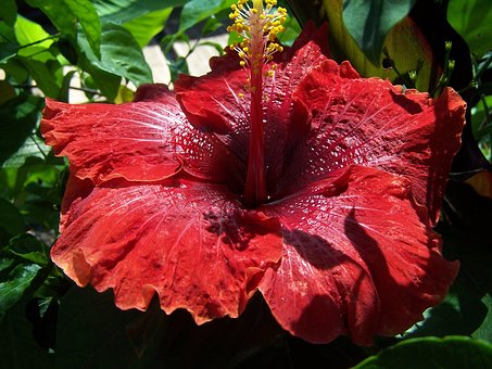 Maroon Hibiscus Flower Seeds for Planting – Heirloom, Non-GMO, High Germination Organic Garden Seeds