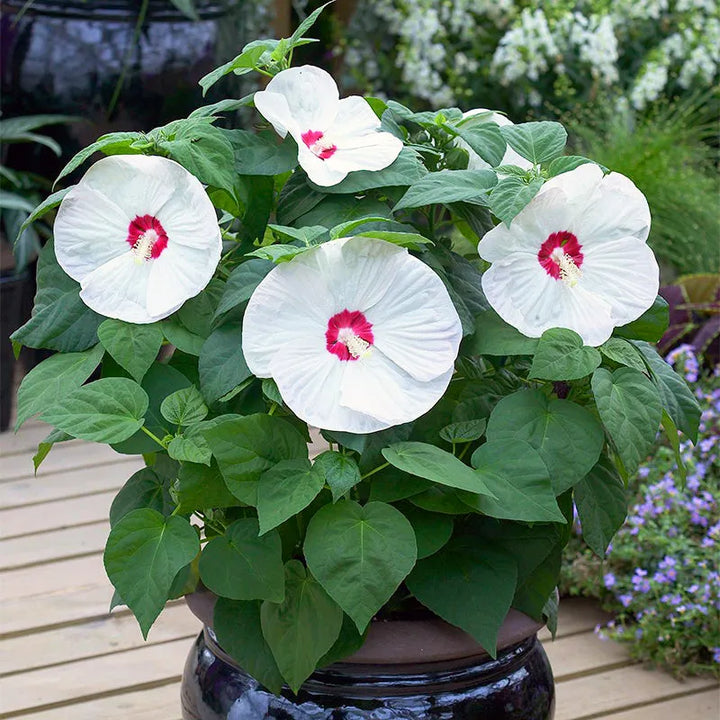 White Hibiscus Flower Seeds - 100 pcs