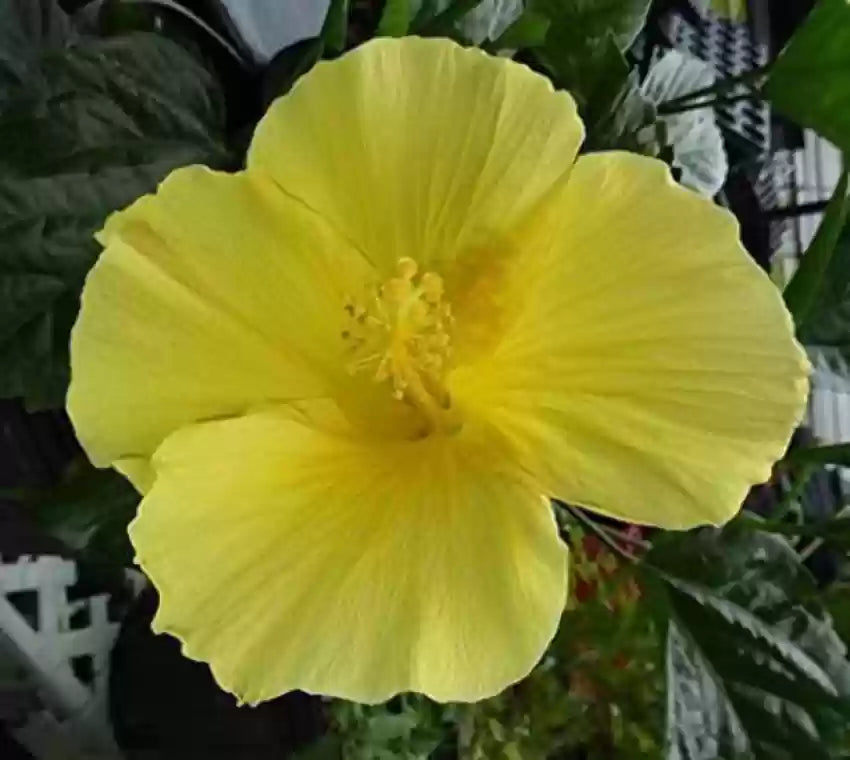 Yellow Hibiscus Flower Seeds 100 pcs