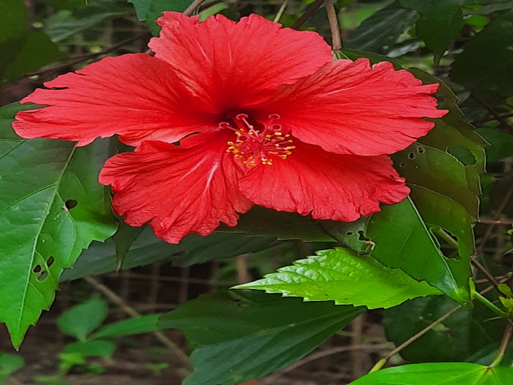Maroon Hibiscus Flower Seeds for Planting – Heirloom, Non-GMO, High Germination Organic Garden Seeds