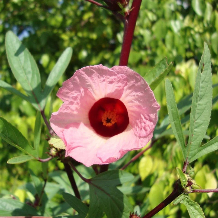 roselle hibiscus flower seeds
