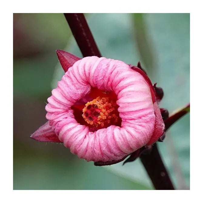 roselle seeds for planting Roselle Hibiscus Sabdariffa Plant Seeds for Planting – Heirloom, Non-G – Neeraseeds