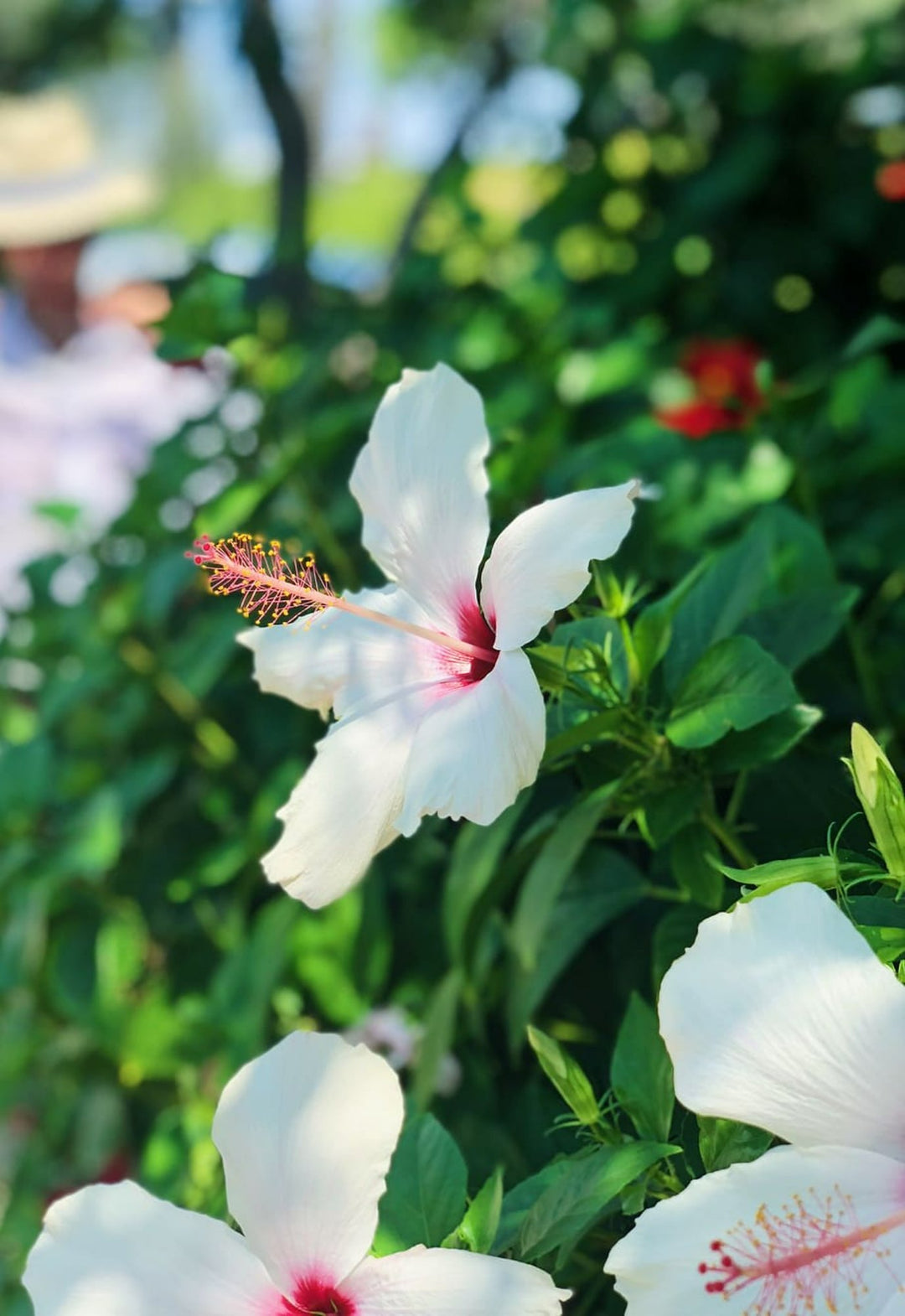 Hvide Hibiscus Blomsterfrø - 100 stk