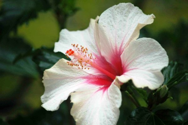 Hvide Hibiscus Blomsterfrø - 100 stk