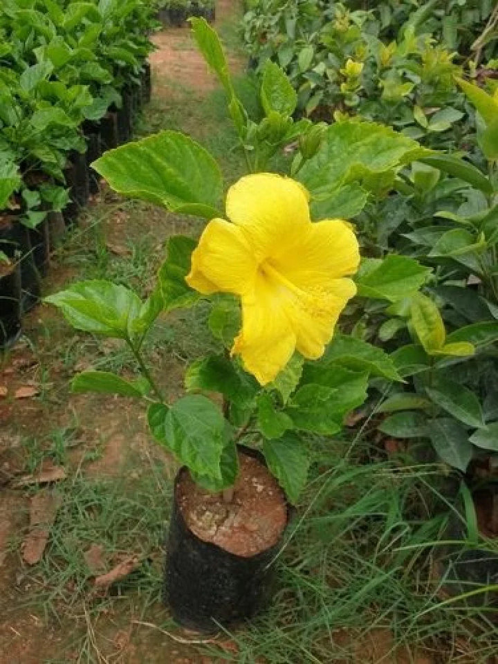 Gule Hibiscus Blomsterfrø 100 stk