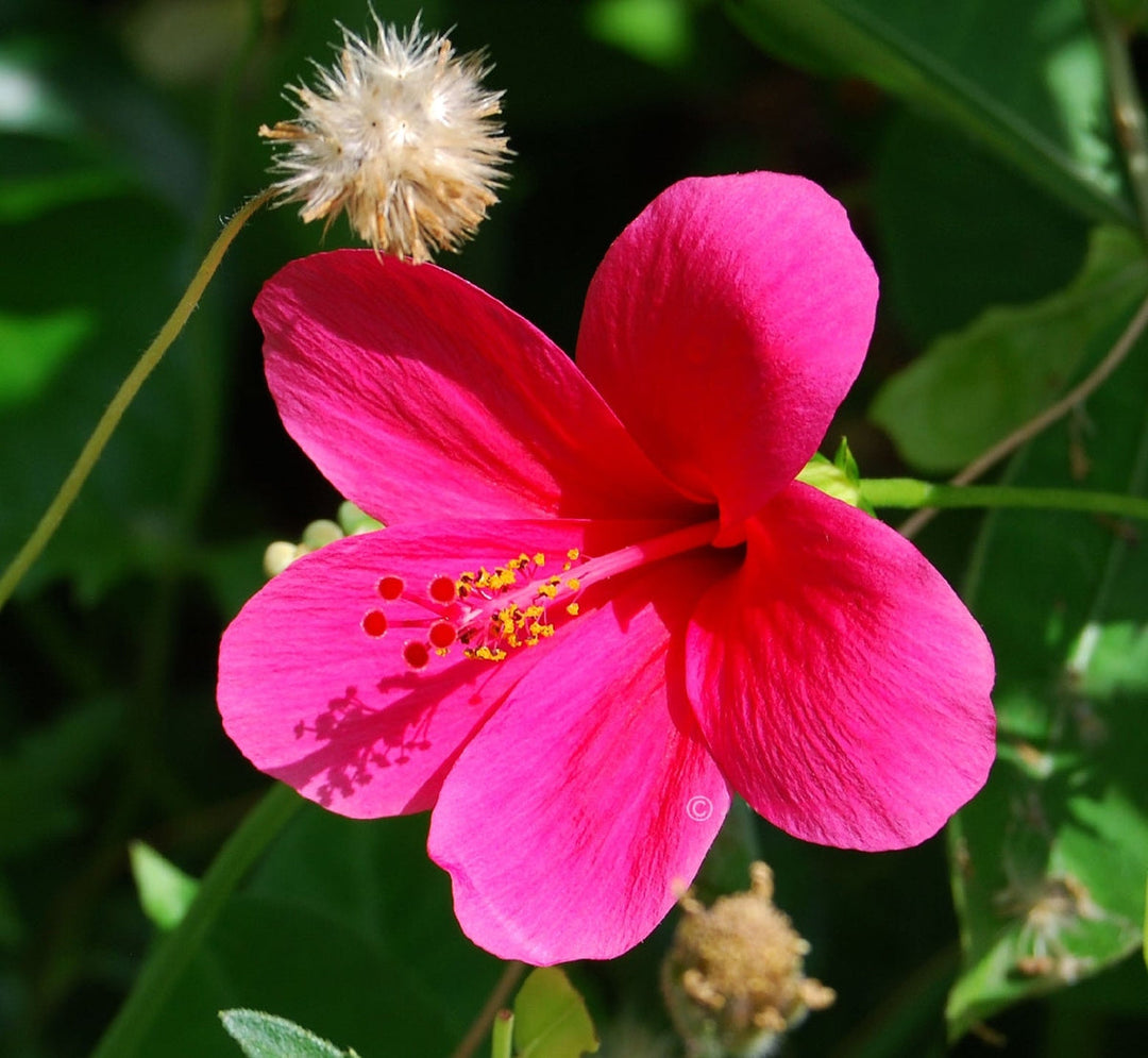 hibiscus flower seeds for sale Hibiscus Flower Seeds – Heirloom, Non-GMO, Tropical Flower Seeds for P – Neeraseeds