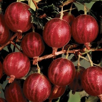 Hinnomaki Red Gooseberry Fruit Seeds for Planting