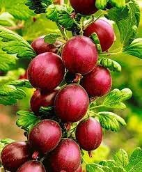 Hinnomaki Red Gooseberry Fruit Seeds for Planting