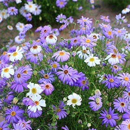 Blue Brachycome Flower Seeds for Planting - 100 pcs