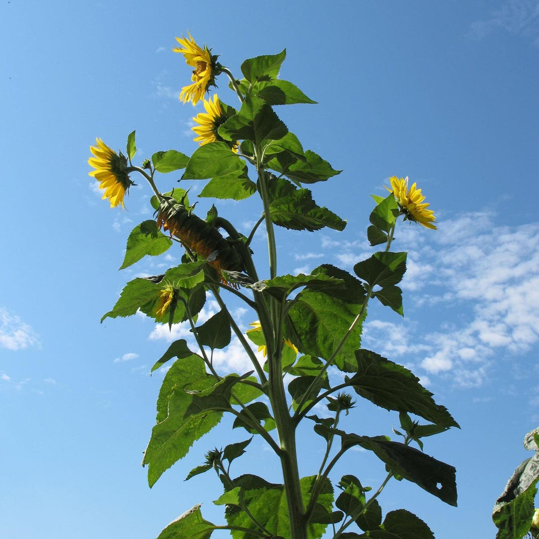 sunflower helianthus flower seeds