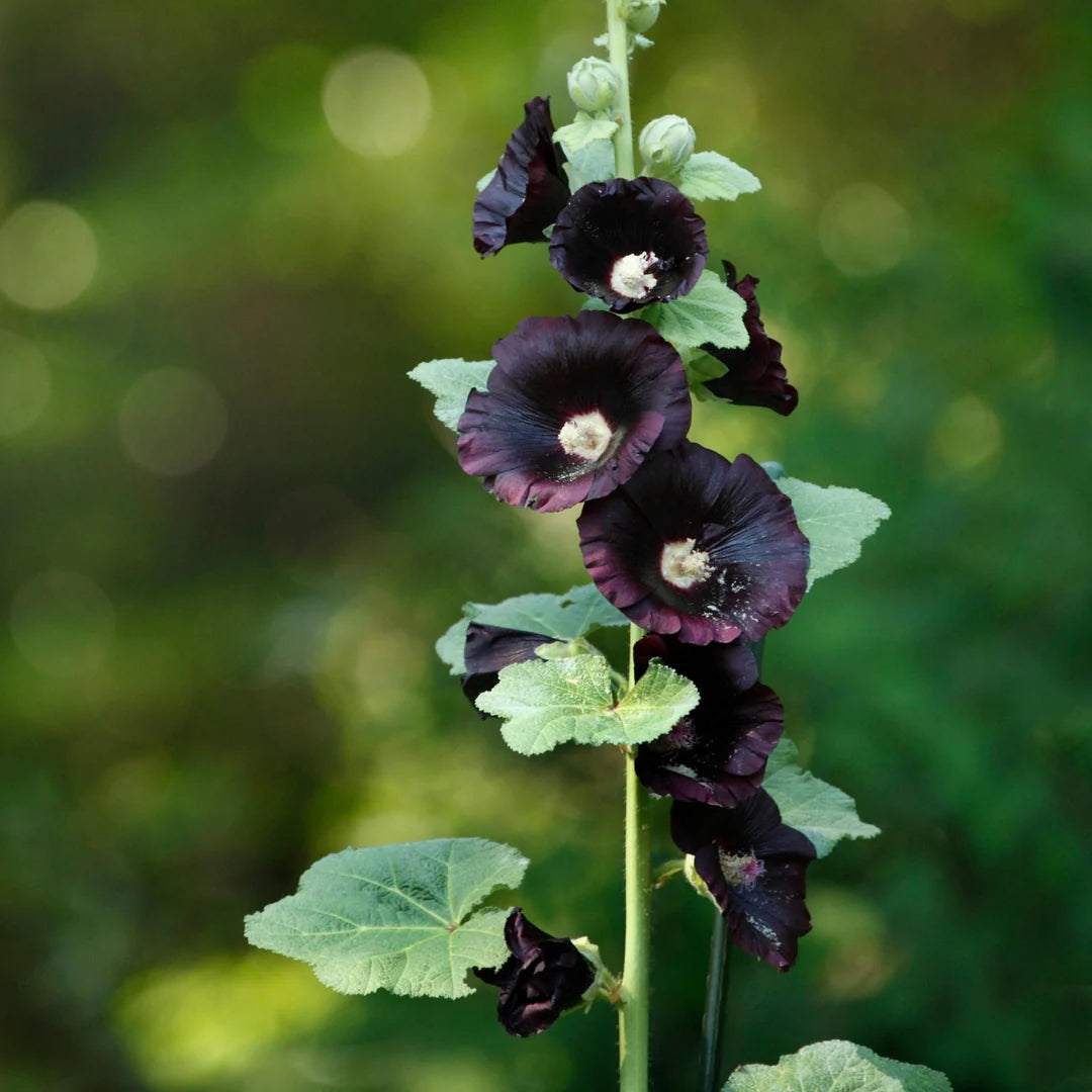 Black Hollyhock Flower Seeds for Garden Planting - 100 pcs