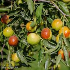 Honey Jar Jujube Fruit Seeds for Planting