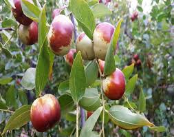 Honey Jar Jujube Fruit Seeds for Planting
