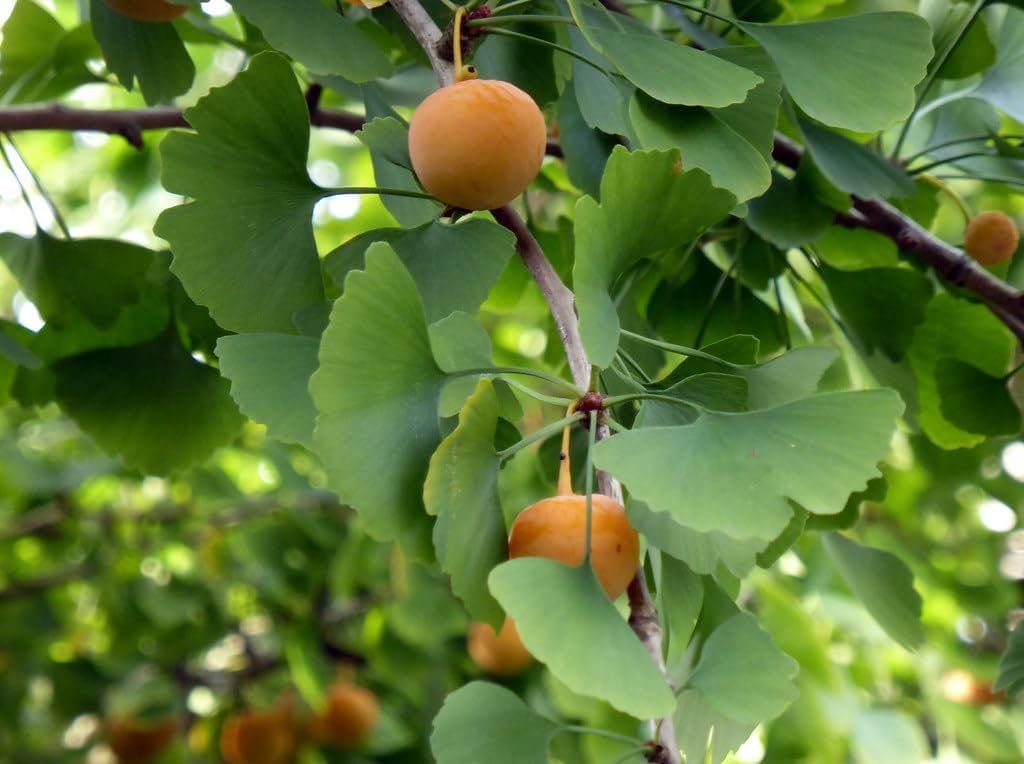 Honeydew Melon Seeds