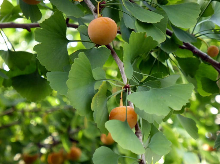 Honeydew Melon Seeds