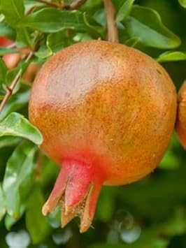 Horned Melon Fruit Seeds