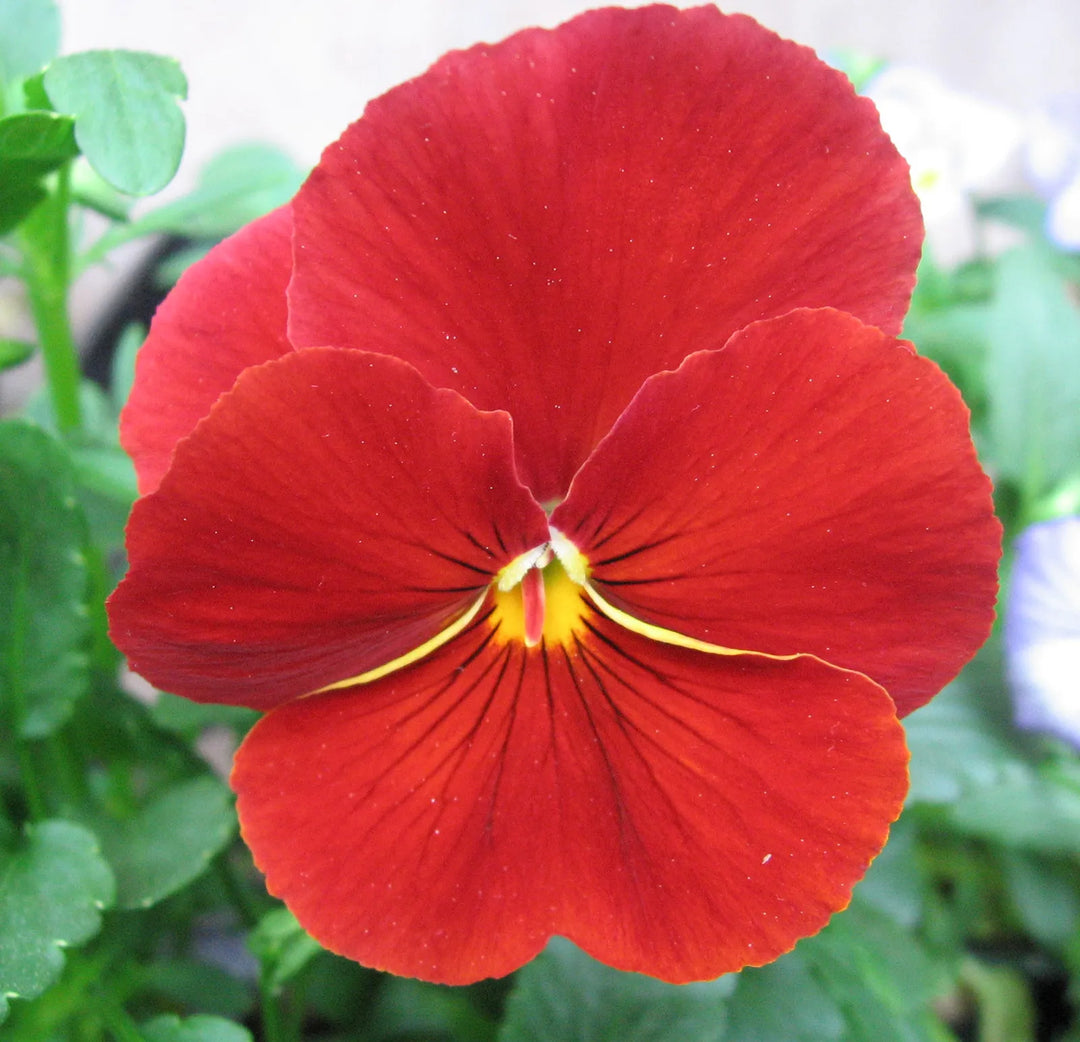 Fresh Pansy Flower Seeds for Planting, Red 100 pcs