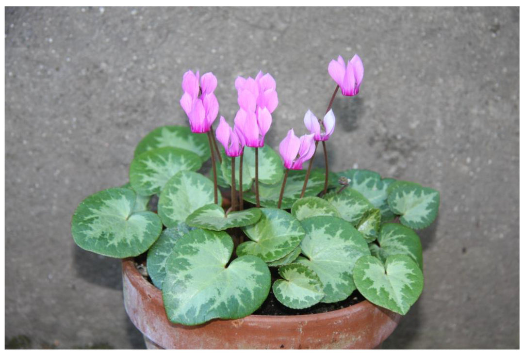 Heirloom Non-GMO Violet Cyclamen Flower Seeds for Planting – Hardy Shade-Loving Garden Seeds