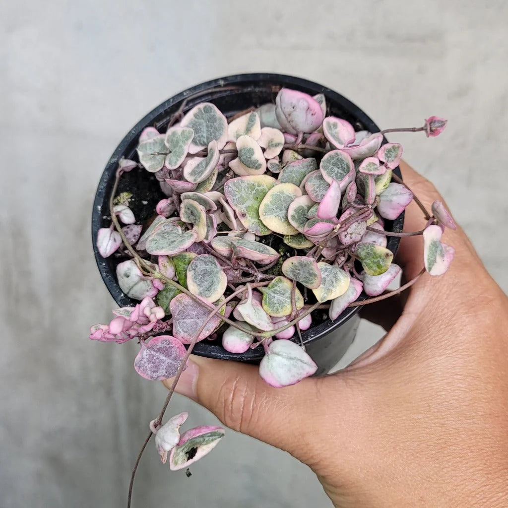 Ceropegia String of Hearts Pretty Pink Seeds for Planting - 100 pcs