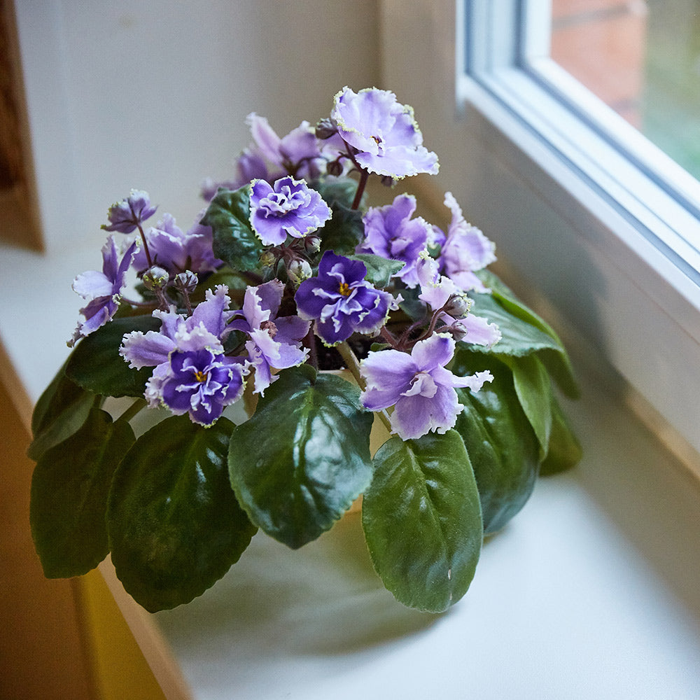 Saintpaulia Blomsterfrø til Plantning Blå Pink 100 stk