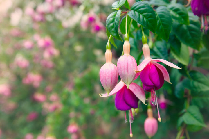 Double Petals Fuchsia Seeds for Planting Blue Pink 100 pcs