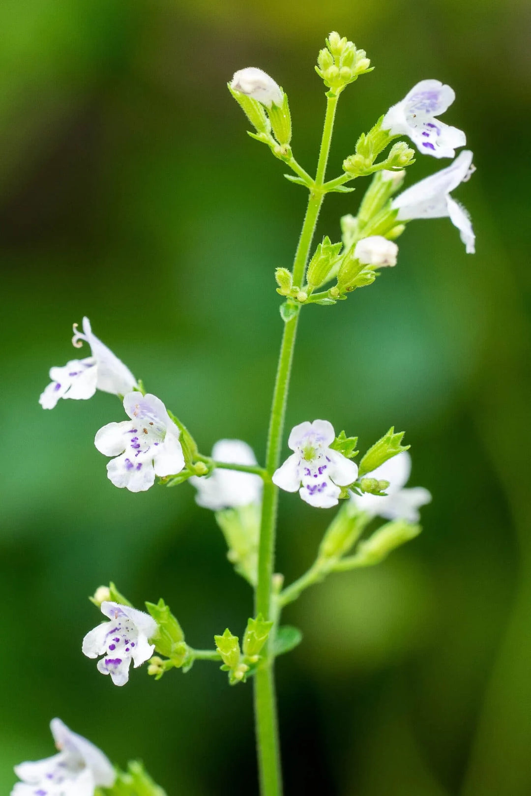 Camphor Catnip (Nepeta camphorata) Seeds-Heirloom & Non-GMO Seeds for planting