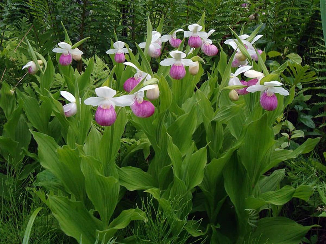 Pink Lady's Slipper Flower Seeds for Planting 100 pcs