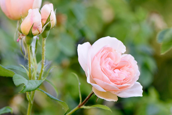 Friske rosenblomstfrø til udplantning, Baby Pink 100 stk