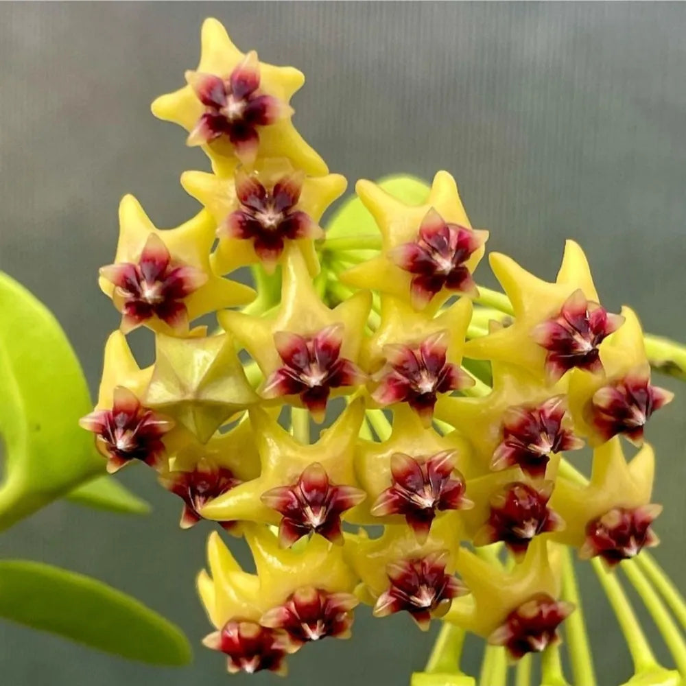 Gul Pink Hoya blomsterfrø til plantning 100 stk